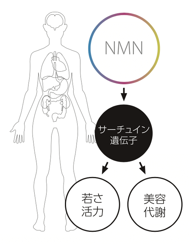 nmn 効果イメージ