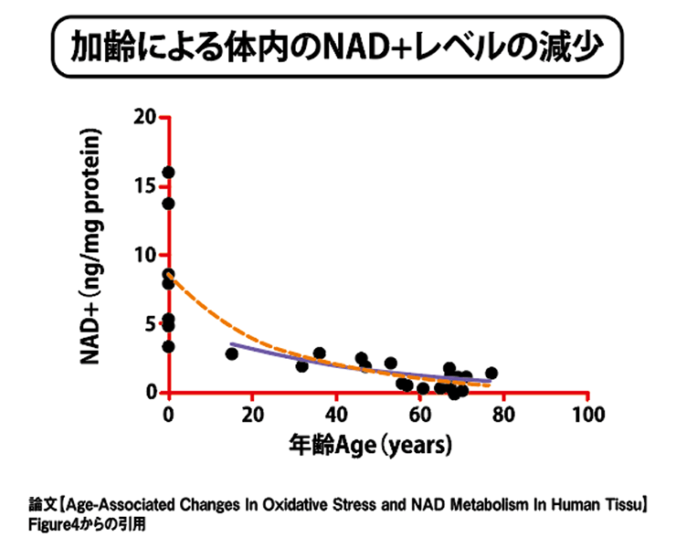 加齢による体内のNAD+レベルの減少